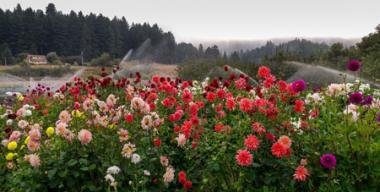 link to full image of Redwood Roots Farm dahlia garden