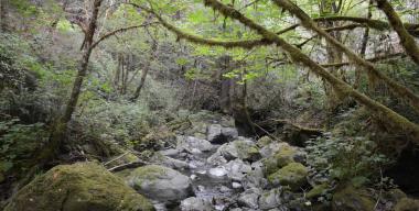 link to full image of Deciduous Trees and Mossy Trees 2, Jacoby Creek Forest