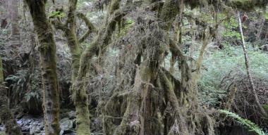 link to full image of Mossy Trees 4, Jacoby Creek Forest