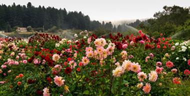 link to full image of Redwood Roots Farm dahlia garden 2
