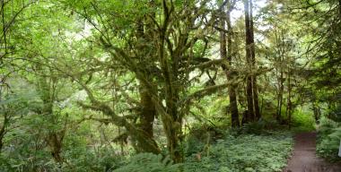 link to full image of Deciduous Trees and Mossy Trees 5, Jacoby Creek Forest