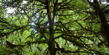 link to full image of Large Mossy Tree 6, Jacoby Creek Forest