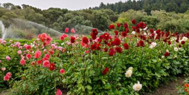 link to full image of Redwood Roots Farm dahlia garden 3