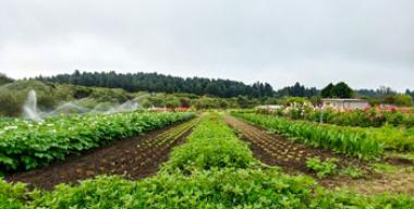 link to full image of Redwood Roots Farm field 2