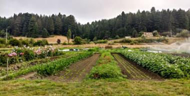 link to full image of Redwood Roots Farm field 3