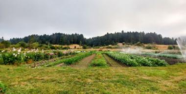 link to full image of Redwood Roots Farm field 4