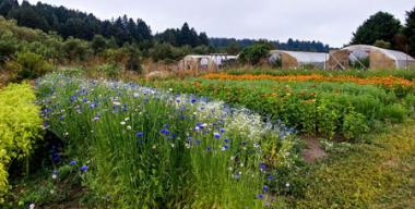 link to full image of Redwood Roots Farm greenhouses