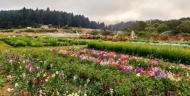 link to full image of Redwood Roots Farm Field 6