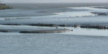 link to full image of Arcata Bay 1