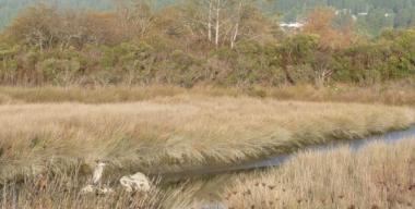 link to full image of Arcata Marsh 7