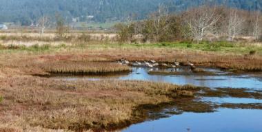 link to full image of Humboldt Bay Salmon Creek HBNWR 6