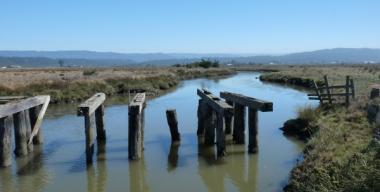 link to full image of Slough Arcata Bay 1
