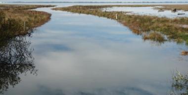 link to full image of Slough Arcata Bay 6