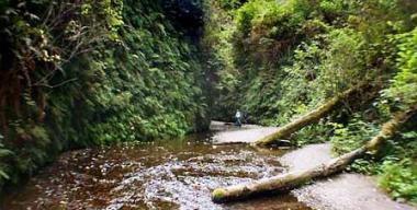 link to full image of Prairie Creek Fern Canyon 5