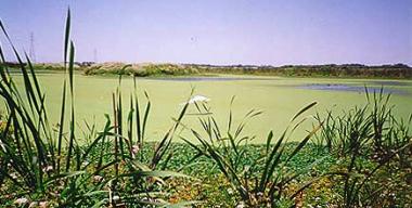 link to full image of Arcata Marsh Pond