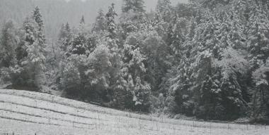 link to full image of Winnett Vineyard in Snow