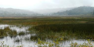 link to full image of Wetland Big Lagoon West of HWY 101-1