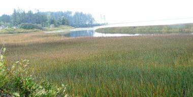 link to full image of Wetland at Big Lagoon West of HWY 101