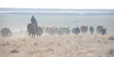 link to full image of Ranch Cattle