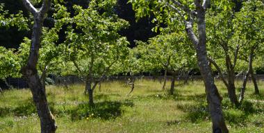 link to full image of Mitchell Grove apple orchard