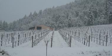 link to full image of Winnett Vineyard in Snow 2