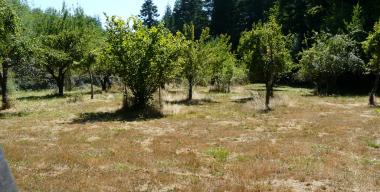 link to full image of Dunaway Ranch Orchard