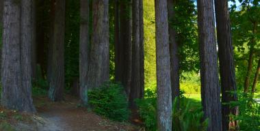 link to full image of Arcata Redwood Forest