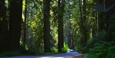 link to full image of Redwood Park