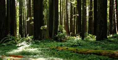 link to full image of Arcata Community Forest 11