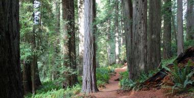 link to full image of RNP Berry Glen Trail 1
