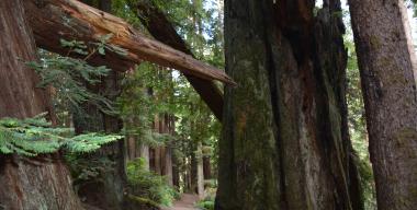 link to full image of Arcata Community Forest 6