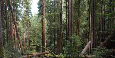 link to full image of Arcata Community Forest 7